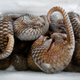 Frozen pangolins are seen at a wild animal rescue center in Hanoi, Vietnam September 9, 2016.